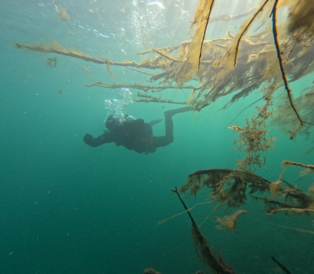 Bild eines Tauchers im See hinter einem Baum.