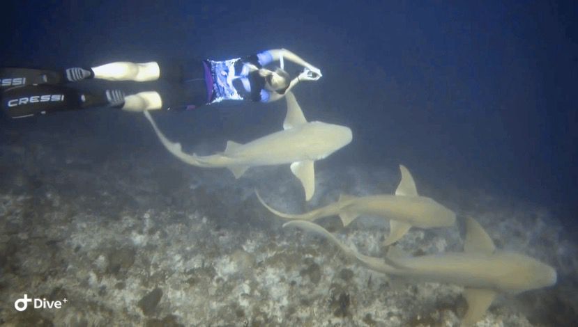 Bild eines Apnoetauches mit Haien.