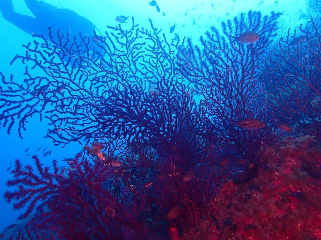 Bild einer Koralle im Meer.